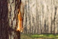 A squirrel, orange with gray specks, runs through the spring forest in Siberia.