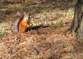 A squirrel, orange with gray specks, runs through the spring forest in Siberia.
