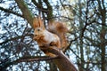 Squirrel ordinary, orange, sitting in a tree and eats. Cold season. Park zone. Forest