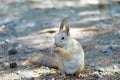 Squirrel eats a nut peanuts, photo front left, tail lowered Royalty Free Stock Photo
