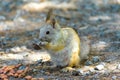 Squirrel with tail down eat walnut peanuts Royalty Free Stock Photo