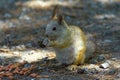 Squirrel with tail down eat walnut peanuts Royalty Free Stock Photo