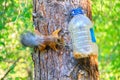 Squirrel ordinary on a tree next to a plastic bottle with food