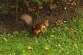 Squirrel in the Ostankino park in Moscow.