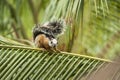 Squirrel on a Palm Branch Royalty Free Stock Photo