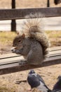 Squirrel on a park bench eating nuts. Royalty Free Stock Photo
