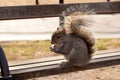 Squirrel on a park bench eating nuts. Royalty Free Stock Photo