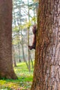 Squirrel with a nut in the park.