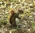 Squirrel From the Park