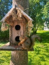 Squirrel eating nuts in birdhouse in park Royalty Free Stock Photo