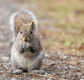 Squirrel in the park eating a nut, fluffy tail Royalty Free Stock Photo