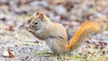 Squirrel in the park eating a nut, fluffy tail Royalty Free Stock Photo
