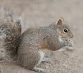 Squirrel in the park eating a nut, fluffy tail Royalty Free Stock Photo