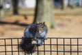 Squirrel eating in a park Royalty Free Stock Photo