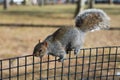 Squirrel eating in a park Royalty Free Stock Photo