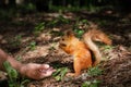 Squirrel in park eats nuts from human hand, person feeds squirrel Royalty Free Stock Photo