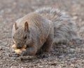 Squirrel in the park, fluffy tail, eating peanuts Royalty Free Stock Photo
