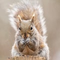 Squirrel in the park, fluffy tail, eating seeds Royalty Free Stock Photo