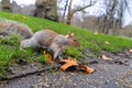 A squirrel in the park