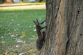 Squirrel in the park