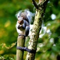 squirrel on park Royalty Free Stock Photo