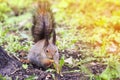 Squirrel in a Park in spring eating grass dandelion Royalty Free Stock Photo