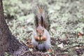 Squirrel in a Park in spring eating grass dandelion Royalty Free Stock Photo