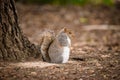 Squirrel Royalty Free Stock Photo