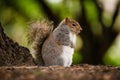 Squirrel Royalty Free Stock Photo