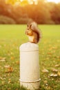 Squirrel in the park at sunset Royalty Free Stock Photo