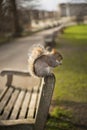 A squirrel in a park who sits on a bench Royalty Free Stock Photo