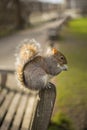 A squirrel in a park who sits on a bench Royalty Free Stock Photo
