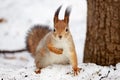 Squirrel in the the park in winter Royalty Free Stock Photo