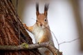 Squirrel in the the park in winter Royalty Free Stock Photo