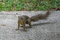 squirrel on a pavement at a park