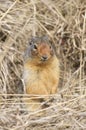 Squirrel Peaking out of Hole Royalty Free Stock Photo