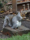 Squirrel at a peanut feeder