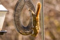 Squirrel on peanut wreath getting a nut Royalty Free Stock Photo