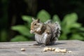 Squirrel with peanuts