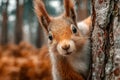 Squirrel peeking from behind a tree trunk in a forest, showcasing its curious expression and fluffy tail, surrounded by autumn Royalty Free Stock Photo