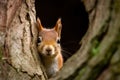 Squirrel peeks out of hollow tree. Generative AI Royalty Free Stock Photo