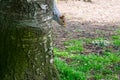 Squirrel peeping around tree trunk Royalty Free Stock Photo