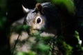 Squirrel Peering Through the Branches