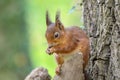 Squirrel perched atop a tree trunk in a sunlit forest, nibbling on a nut in its furry paws.