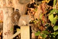 Squirrel perched in Autumn foliage