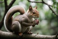 Squirrel perched on a branch, acorn in its mouth