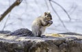Squirrel perched on a rock eating yellow seeds from a pile, wild