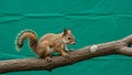 Squirrel perched on a tree branch against a plain green background Royalty Free Stock Photo