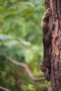 The squirrel perched on a tree branch on soft focus Royalty Free Stock Photo