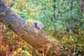 Squirrel perched on a tree trunk Royalty Free Stock Photo
